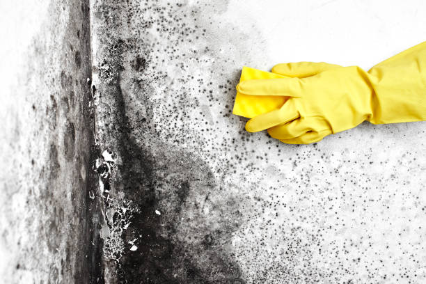 Best Mold Cleaning Services  in Carlton, OR