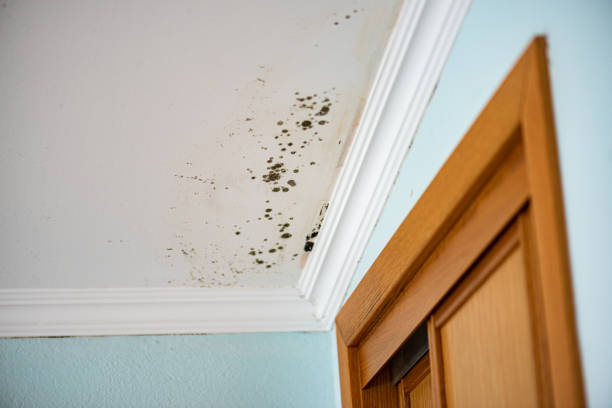 Best Home Mold Removal  in Carlton, OR