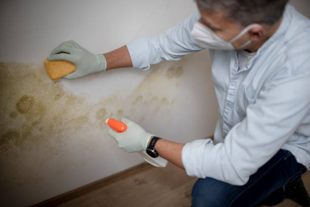 Best Professional Mold Removal  in Carlton, OR