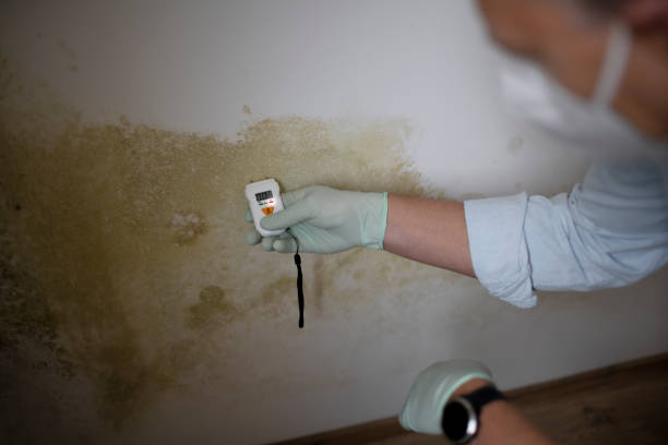 Best Certified Mold Removal  in Carlton, OR