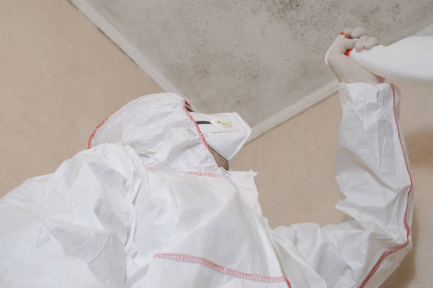Attic Mold Removal in Carlton, OR