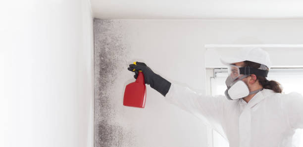 Best Same-Day Mold Removal  in Carlton, OR