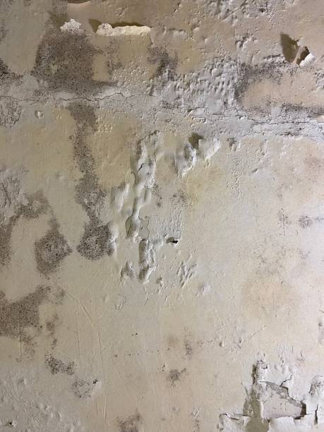 Best Local Mold Removal Service  in Carlton, OR