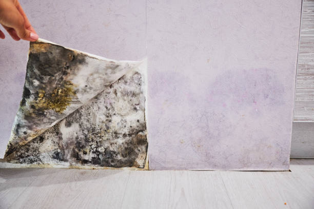Best Mold Remediation  in Carlton, OR